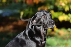 Retriever - Black Labrador