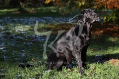 Retriever - Black Labrador