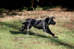 Retriever - Black Labrador