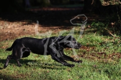 Retriever - Black Labrador