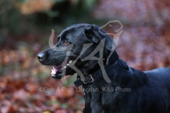 Retriever - Black Labrador