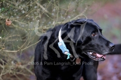 Retriever - Black Labrador