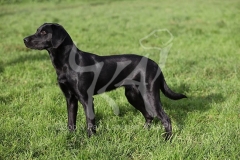 Retriever - Black Labrador