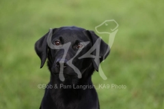 Retriever - Black Labrador