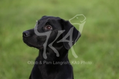 Retriever - Black Labrador