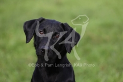 Retriever - Black Labrador