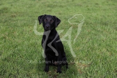 Retriever - Black Labrador