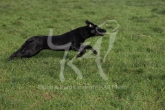 Retriever - Black Labrador