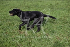 Retriever - Black Labrador