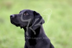 Retriever - Black Labrador