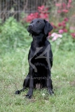 Retriever - Black Labrador