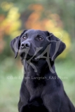 Retriever - Black Labrador