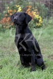 Retriever - Black Labrador