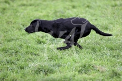 Retriever - Black Labrador