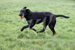 Retriever - Black Labrador