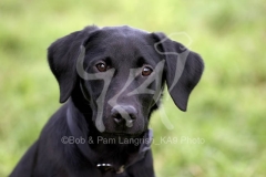 Retriever - Black Labrador