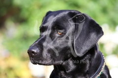 Retriever - Black Labrador