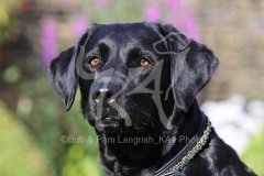 Retriever - Black Labrador