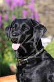 Retriever - Black Labrador