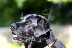 Retriever - Black Labrador