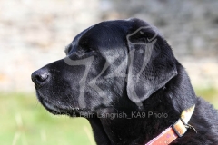 Retriever - Black Labrador