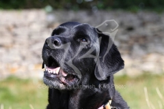 Retriever - Black Labrador