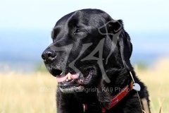 Retriever - Black Labrador