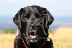 Retriever - Black Labrador