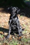 Retriever - Black Labrador