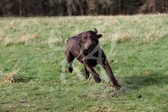 Retriever - Chocolate Labrador