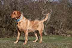 Retriever - Fox Red Labrador