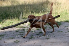 Retriever - Fox Red Labrador