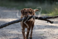 Retriever - Fox Red Labrador