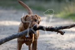 Retriever - Fox Red Labrador