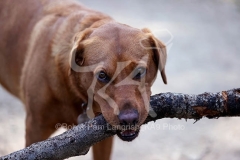 Retriever - Fox Red Labrador