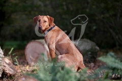 Retriever - Fox Red Labrador