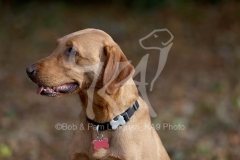 Retriever - Fox Red Labrador