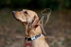 Retriever - Fox Red Labrador