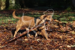 Retriever - Fox Red Labrador