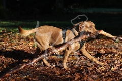 Retriever - Fox Red Labrador