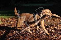 Retriever - Fox Red Labrador