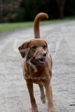 Retriever - Fox Red Labrador