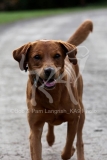 Retriever - Fox Red Labrador