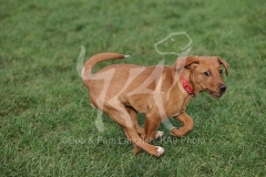 Retriever - Fox Red Labrador