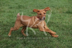 Retriever - Fox Red Labrador