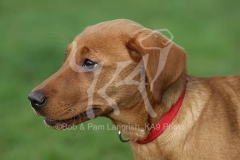 Retriever - Fox Red Labrador