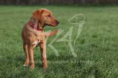 Retriever - Fox Red Labrador