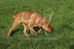 Retriever - Fox Red Labrador