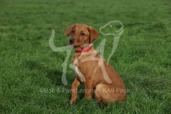 Retriever - Fox Red Labrador