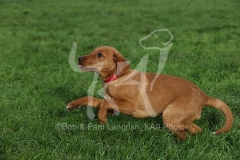 Retriever - Fox Red Labrador